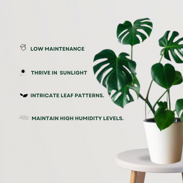Rare Monstera Swiss Cheese Plant - Gardengram
